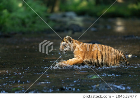 Adorable cub of Bengal tiger is running in the river. 104518477
