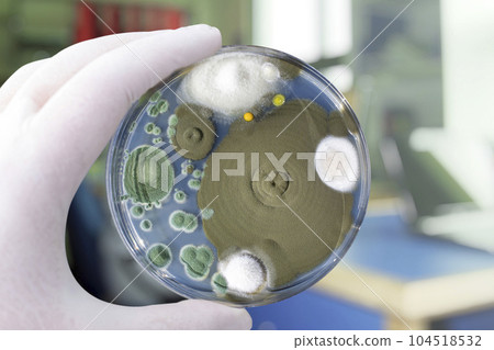 Colonies of different mold fungi grown from indoor air 104518532