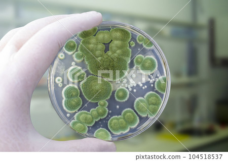 Colonies of different mold fungi grown from indoor air 104518537
