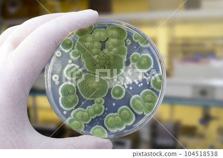 Colonies of different mold fungi grown from indoor air 104518538