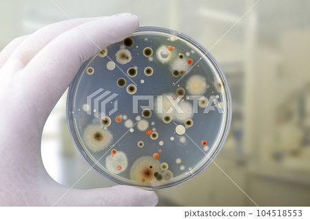 Colonies of different bacteria and mold fungi grown from indoor air Colonies of different bacteria and mold fungi grown from indoor air 104518553