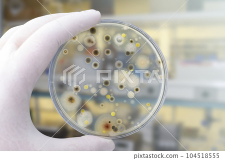 Colonies of different bacteria and mold fungi grown from indoor air Colonies of different bacteria and mold fungi grown from indoor air 104518555