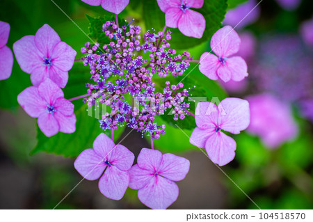 Hydrangea close-up in a chic atmosphere Hydrangea close-up in a chic atmosphere 104518570