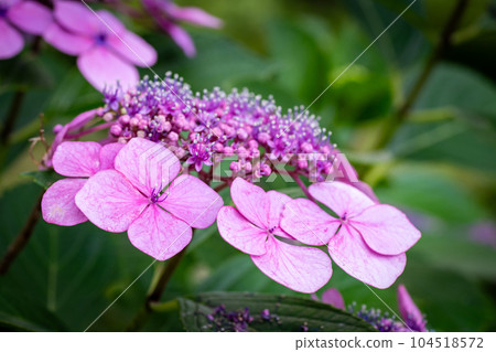 Hydrangea close-up in a chic atmosphere 104518572