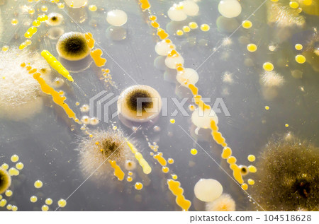Colonies of different bacteria and mold fungi from indoor air Colonies of different bacteria and mold fungi from indoor air 104518628