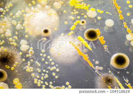 Colonies of different bacteria and mold fungi from indoor air Colonies of different bacteria and mold fungi from indoor air 104518629