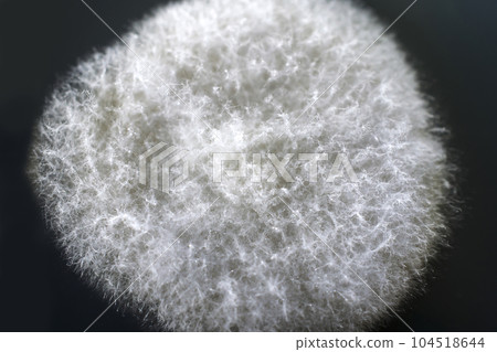 Colony of a mold fungus cultivated from indoor air 104518644