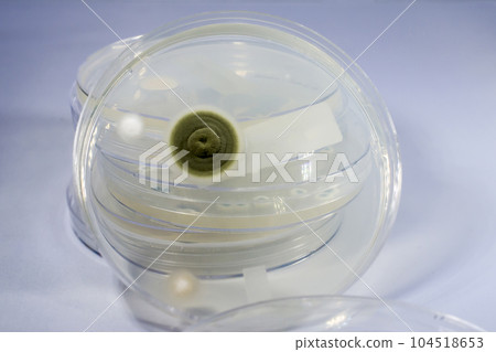 Colony of a mold fungus cultivated from indoor air 104518653