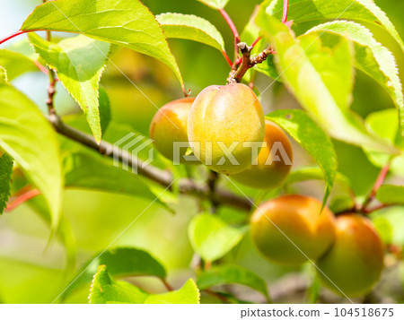 初夏的梅子,香氣撲鼻,美不勝收 初夏的梅子,香氣撲鼻,美不勝收 104518675