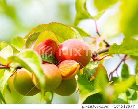 初夏的梅子，香氣撲鼻，美不勝收 104518677