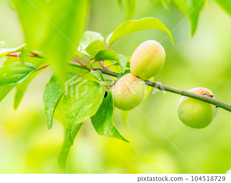 A beautiful view of early summer Plum fruit with a sweet scent 104518729