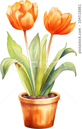 Tulip Flower in Pot Watercolor Painting. Clipart Colorful Tulips Flowerpot. 104518861