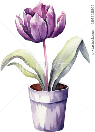 Tulip Flower in Pot Watercolor Painting. Clipart Colorful Tulips Flowerpot. Tulip Flower in Pot Watercolor Painting. Clipart Colorful Tulips Flowerpot. 104518865