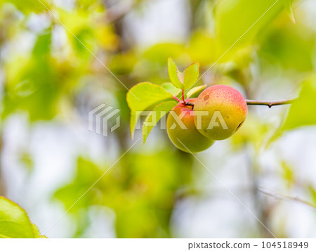 A beautiful view of early summer Plum fruit with a sweet scent A beautiful view of early summer Plum fruit with a sweet scent 104518949