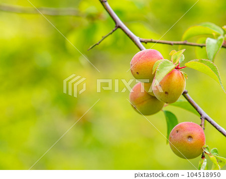 A beautiful view of early summer Plum fruit with a sweet scent 104518950