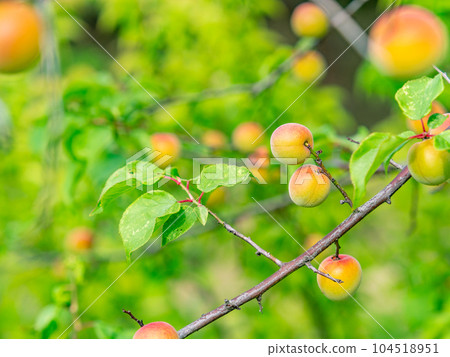 A beautiful view of early summer Plum fruit with a sweet scent A beautiful view of early summer Plum fruit with a sweet scent 104518951