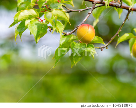 A beautiful view of early summer Plum fruit with a sweet scent 104518975