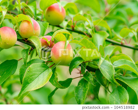 A beautiful view of early summer Plum fruit with a sweet scent A beautiful view of early summer Plum fruit with a sweet scent 104518982