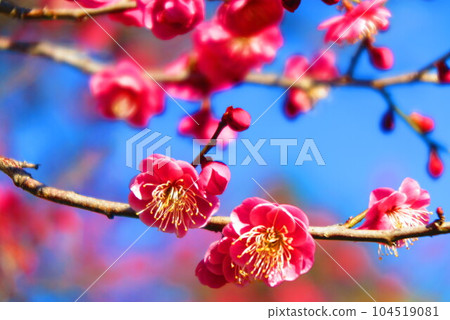 Scenery of red plum blossom trees blooming in the spring park 13 104519081