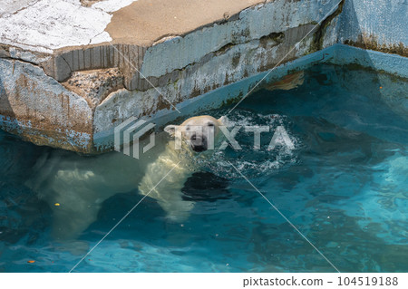 Polar bears playing in the pool Tennoji Zoo Polar bears playing in the pool Tennoji Zoo 104519188