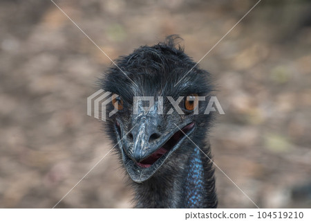 Emu Tennoji Zoo Emu Tennoji Zoo 104519210