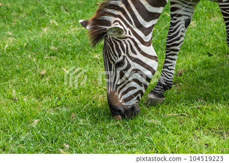 斑馬(格蘭特斑馬)天王寺動物園 斑馬(格蘭特斑馬)天王寺動物園 104519223