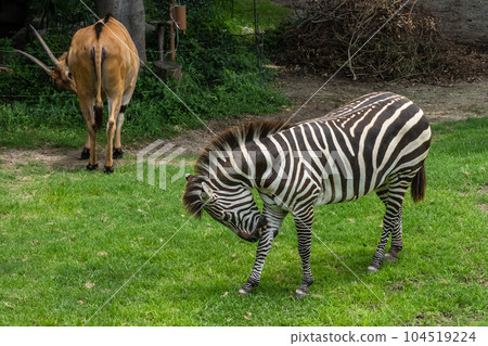 斑馬(格蘭特斑馬)天王寺動物園 斑馬(格蘭特斑馬)天王寺動物園 104519224