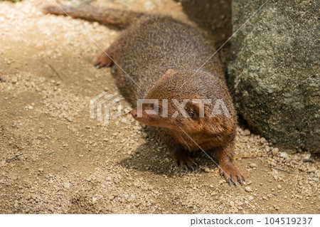 Kobito Mongoose Tennoji Zoo 104519237