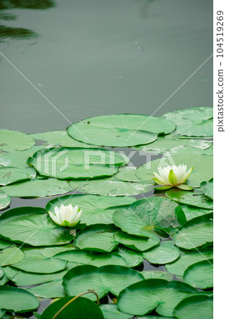 漂浮在公園池塘里的睡蓮葉子和白花 104519269