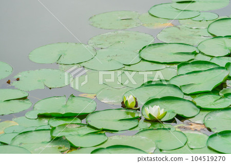 漂浮在公園池塘里的睡蓮葉子和白花 104519270