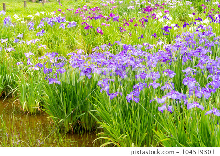 Iris in Mizumoto Park, Katsushika Ward, Tokyo (early June) Iris in Mizumoto Park, Katsushika Ward, Tokyo (early June) 104519301
