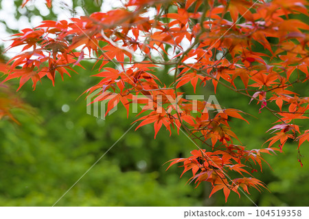 Nomuramo Misji 104519358