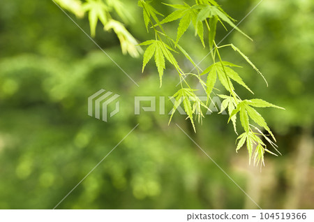 Momiji Blue 104519366