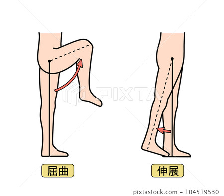 屈曲/伸展 屈曲/伸展 104519530
