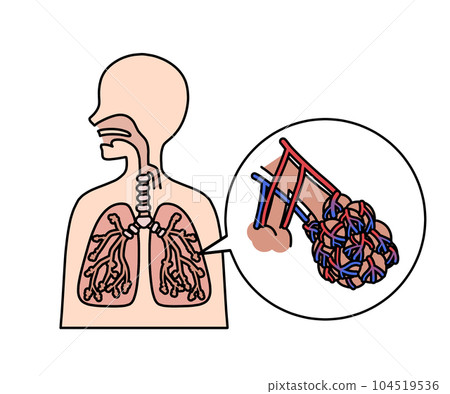 Alveolus Alveolus 104519536