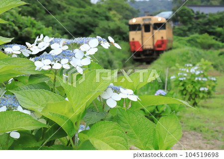 Kominato Railway "Gaku Hydrangea and JNR Kiha 40 in the Background" 104519698