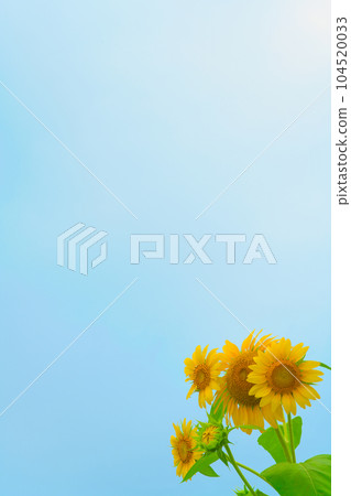 [Osaka Prefecture] July: A field of sunflowers in full bloom under the blue sky 104520033