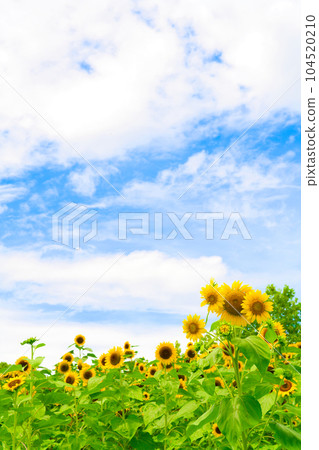 [Osaka Prefecture] July: A field of sunflowers in full bloom under the blue sky 104520210