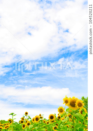 [Osaka Prefecture] July: A field of sunflowers in full bloom under the blue sky 104520211
