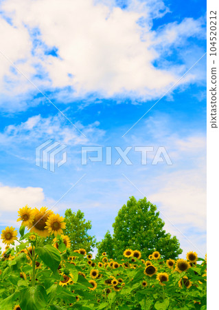 [Osaka Prefecture] July: A field of sunflowers in full bloom under the blue sky 104520212