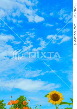 [Osaka Prefecture] July: A field of sunflowers in full bloom under the blue sky 104520230