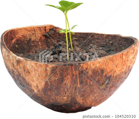 Green sprout growing from ground in coconut shell. Green sprout growing from ground in coconut shell. 104520310