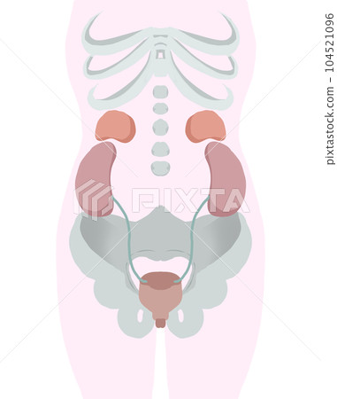 Human body diagram around the bladder 104521096