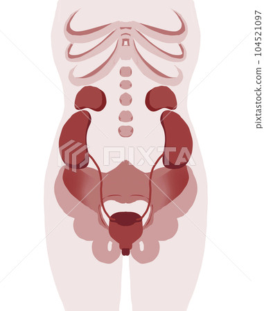 人體膀胱周圍圖 104521097