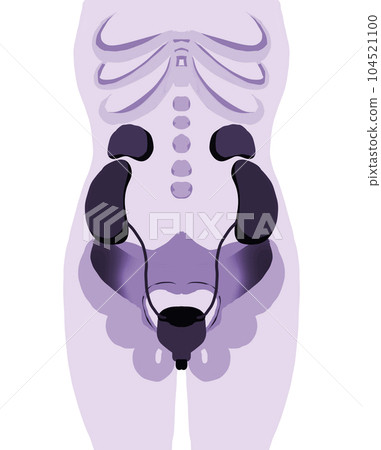 Human body diagram around the bladder Human body diagram around the bladder 104521100