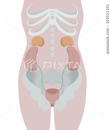 人體膀胱周圍圖 104521101
