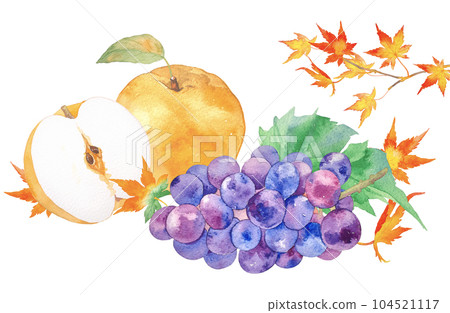 Autumn taste grape and pear gift illustration painted by watercolor 104521117