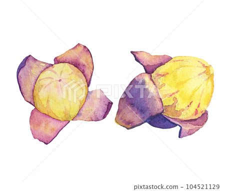 Illustration of juicy grapes painted by watercolor Illustration of juicy grapes painted by watercolor 104521129