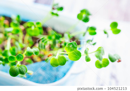 Hydroponics of Kaiware radish Hydroponics of Kaiware radish 104521213