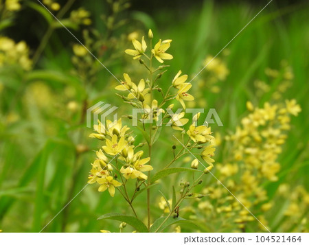 Kusaredama (grass ball) Kusaredama (grass ball) 104521464